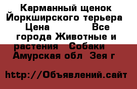 Карманный щенок Йоркширского терьера › Цена ­ 30 000 - Все города Животные и растения » Собаки   . Амурская обл.,Зея г.